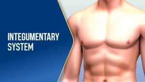 The Integumentary System