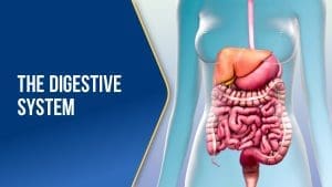 The Digestive System