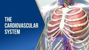 The Cardiovascular System