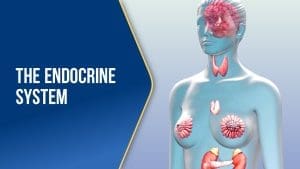 The Endocrine System