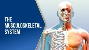 The Musculoskeletal System