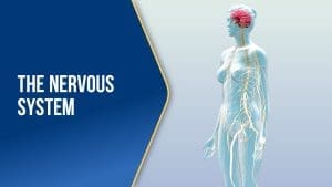 The Nervous System