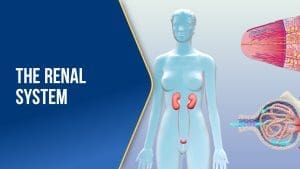 The Renal System
