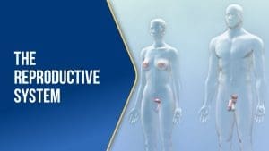 The Reproductive System