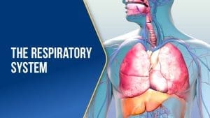 The Respiratory System